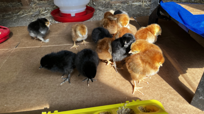 Day-old Chicks These fifteen new chicks are our next generation of egg layers.