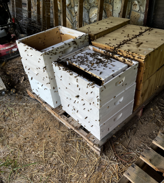 The swarm of honey bees left the bee yard and settled in my stack of unused bee equipment. The ended up moving into the unpainted equipment.