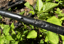 Some wild animal chewed through our water supply. We're still getting water, but less than normal.