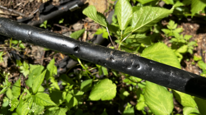 Some wild animal chewed through our water supply. We're still getting water, but less than normal.