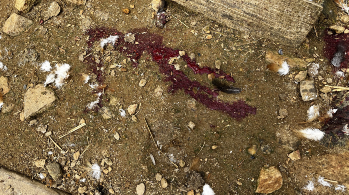 chickenblood The aftermath of culling the spent hens.