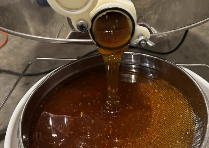 honeyharvest-horiz Honey pours out of the extractor, which uses centrifugal force to propel the honey out of the comb after we remove the wax capping.