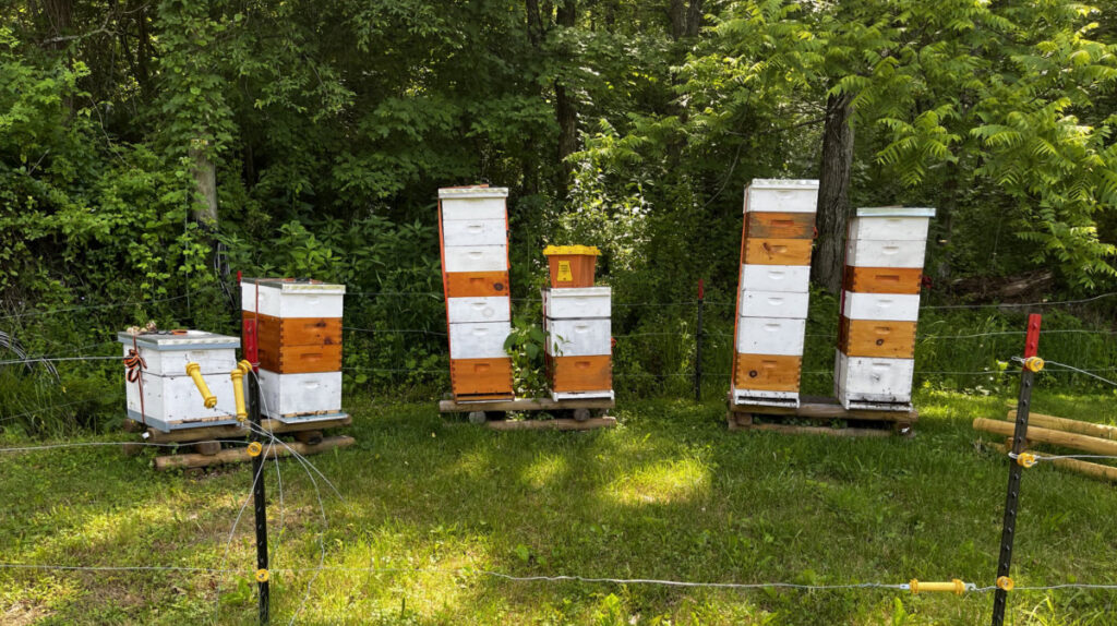 Six of Pete's fourteen hives before the honey harvest. The taller they are, the more honey they hold!