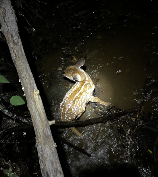 This newborn fawn was trapped in the creek, surrounded by rocks too big to climb ove.