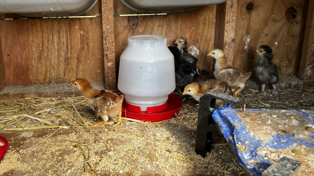 The baby chicks are developing well. So far, all 15 are still alive.
