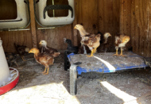 Summer Chores Begin as the Rain Ends The Rhode island Reds are developing some speckles and color. We still aren't sure which one is the rooster.
