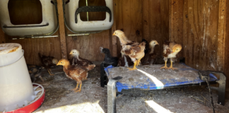 The Rhode island Reds are developing some speckles and color. We still aren't sure which one is the rooster.