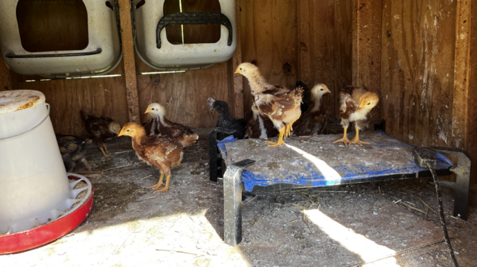 Chicks at 3 weeks The Rhode island Reds are developing some speckles and color. We still aren't sure which one is the rooster.