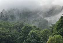 Failures, Repairs, and Preventative Measures: A Homestead Update The mountain ridge furthest back with the heaviest fog is where we live. I took this photo earlier this week--no AI enhancements. The ragged trees on the left are what is left two years after Hurricane Helene.
