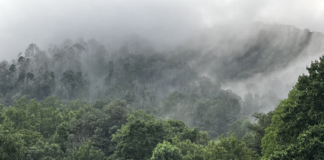 Failures, Repairs, and Preventative Measures: A Homestead Update The mountain ridge furthest back with the heaviest fog is where we live. I took this photo earlier this week--no AI enhancements. The ragged trees on the left are what is left two years after Hurricane Helene.