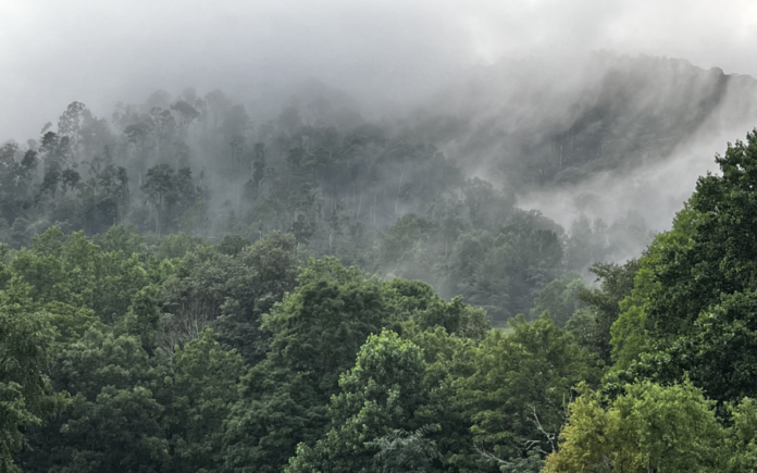 The mountain ridge furthest back with the heaviest fog is where we live. I took this photo earlier this week--no AI enhancements. The ragged trees on the left are what is left two years after Hurricane Helene.