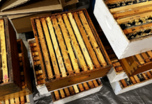 These are the ten boxes of honey we pulled from the hives. You can see the fresh white wax on many of the frames.
