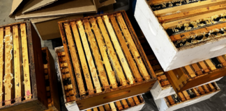 These are the ten boxes of honey we pulled from the hives. You can see the fresh white wax on many of the frames.