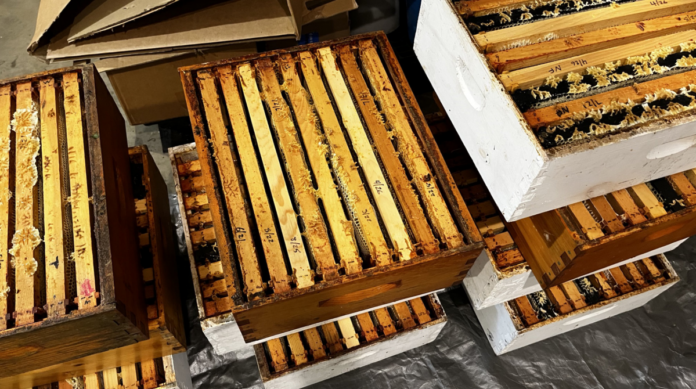 These are the ten boxes of honey we pulled from the hives. You can see the fresh white wax on many of the frames.