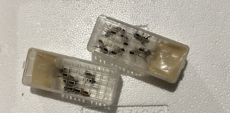 Dealing with the Heat Dome and Weak Queens Young, recently mated queens in a queen cages with their attendents. These cages go into the hive and the bees chew their way out through shiny blob to join the hive.