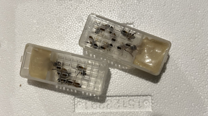 Young, recently mated queens in a queen cages with their attendents. These cages go into the hive and the bees chew their way out through shiny blob to join the hive.