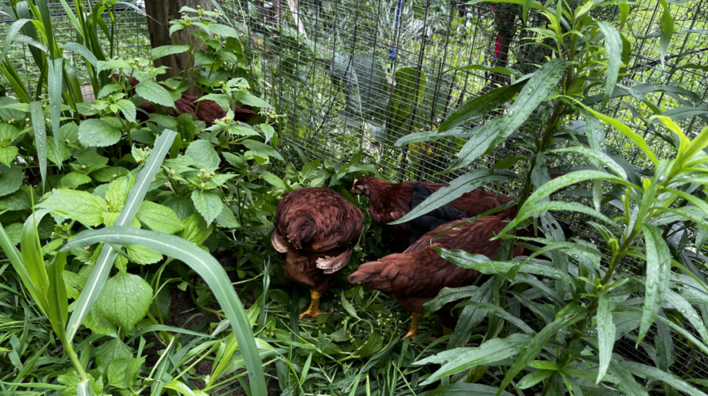 Now eight weeks old, the pullets are outside their coop and enjoying the greenery that has grown up in the chicken run
