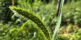 This is the head of a foxtail millet before it turns dries and turns brown. This grew in our chicken run from a seed from chicken scratch.