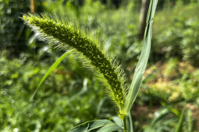 This is the head of a foxtail millet before it turns dries and turns brown. This grew in our chicken run from a seed from chicken scratch.