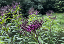 Ironweed starting to turn from buds to blooms signals the end summer in this part of the country.