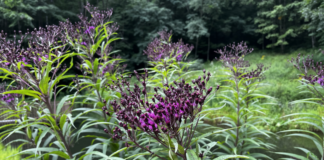 Goldenrod and Ironweed Signal an Early End to Summer Ironweed starting to turn from buds to blooms signals the end summer in this part of the country.