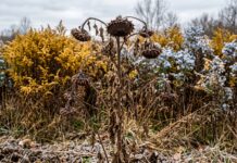 When Mr. Murphy Takes the Harvest A sudden cold snap has killed the sunflowers and left less forage for the honeybees.