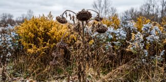 A sudden cold snap has killed the sunflowers and left less forage for the honeybees.