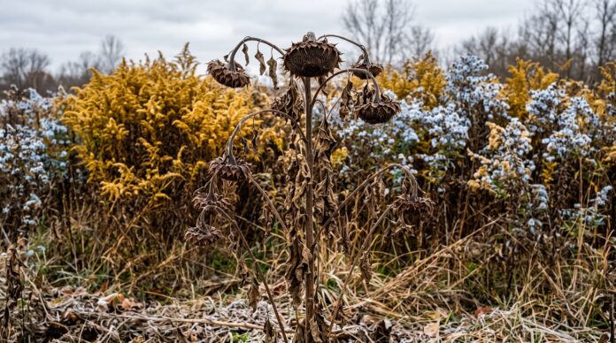 Dead Sunflowers A sudden cold snap has killed the sunflowers and left less forage for the honeybees.