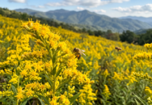 The fields and ditches are filled with goldenrod and other weedy plants that the bees thrive on.