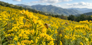 The fields and ditches are filled with goldenrod and other weedy plants that the bees thrive on.