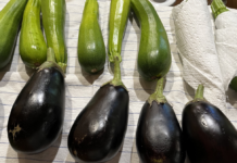 eggplant and zucchini are still being harvested from our garden.