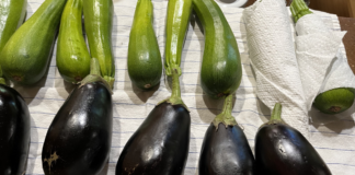 eggplant and zucchini are still being harvested from our garden.